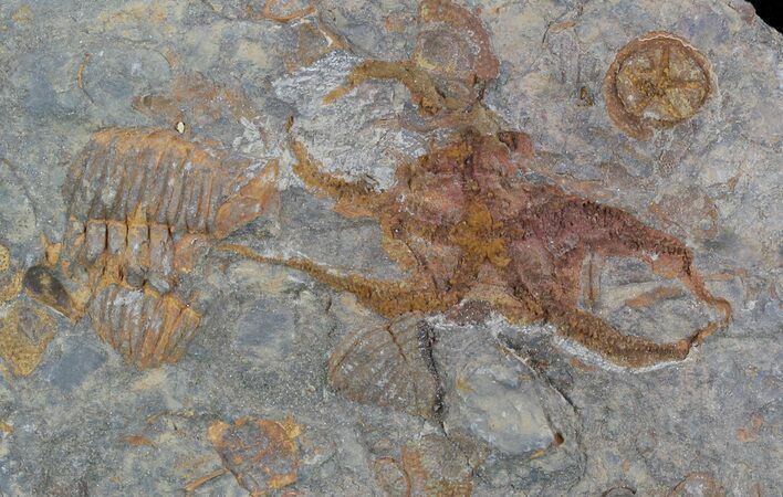 Ordovician Brittle Star (Ophiura) & Many Other Fossils #56360